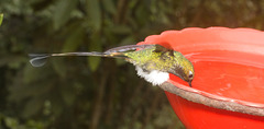 IMG 0064 Humming bird