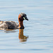 Little grebe