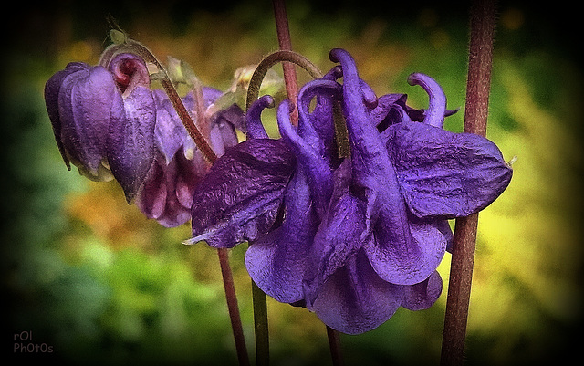 la Mauve foncée, dans ma rocaille..!