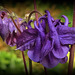 la Mauve foncée, dans ma rocaille..!