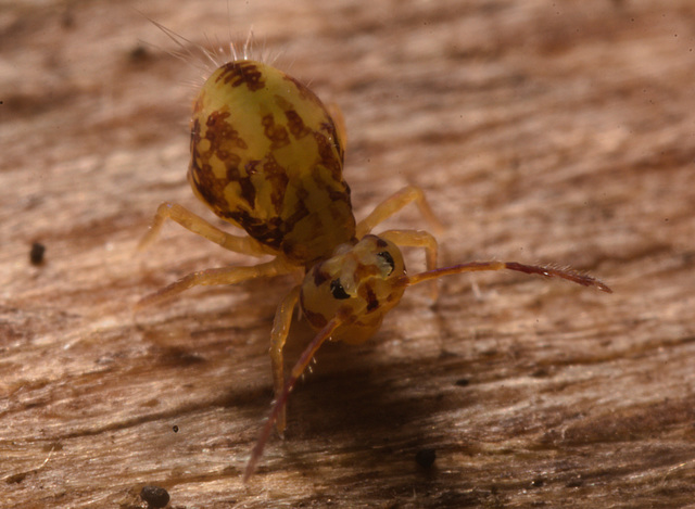 IMG 7334 Springtail