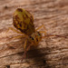 IMG 7334 Springtail