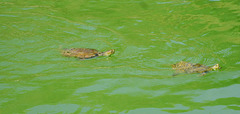 Tortoises in Alqueva reservoir.