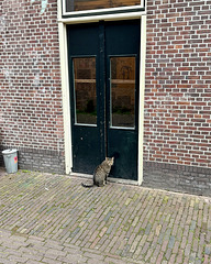 Cat waiting Cat waiting