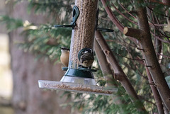 Nuthatch