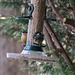 Nuthatch