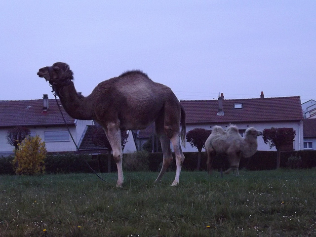 Dromadaire en Meurthe-et-Moselle