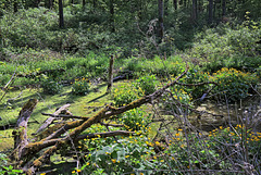 Lottstetten-Nack - Am Nägelesee