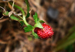 Wild Berry