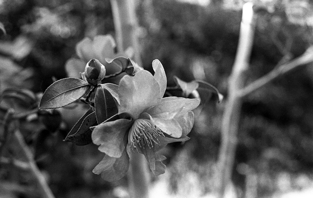 Sasanqua blossom