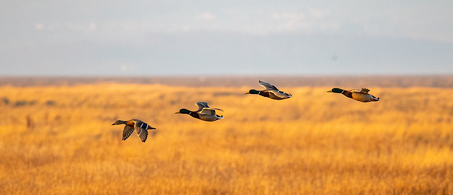 Incoming mallards