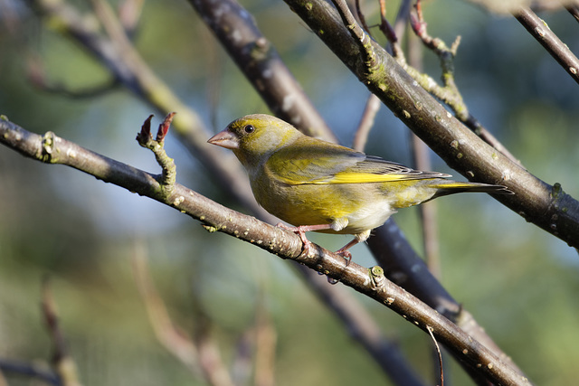 Greenfinch