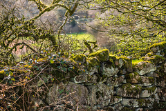 Dartmoor - 20170405
