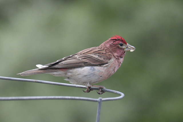 Cassin's Finch