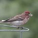 Cassin's Finch