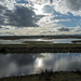 Burton wetlands