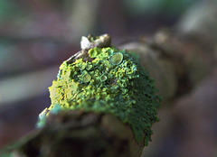 Lichen 4