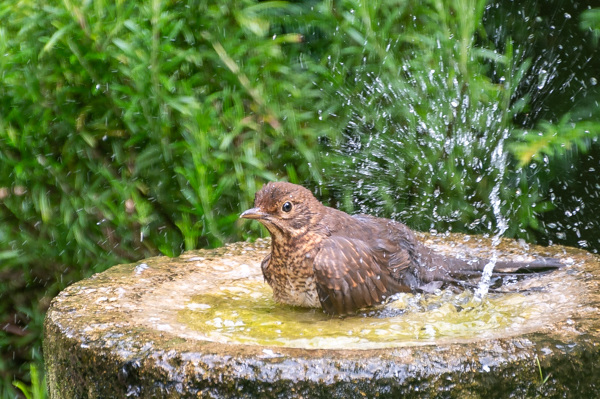 Song Thrush bathing-DSZ5233