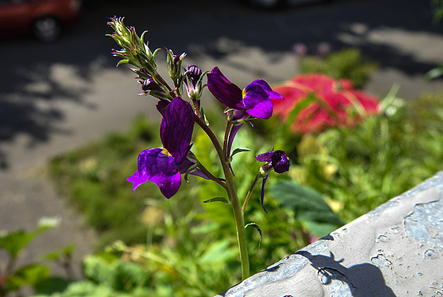 20220515 0960CPw [D~LIP] Marokkanisches Leinkraut (Linaria maroccana), Balkonblumen, Bad Salzuflen