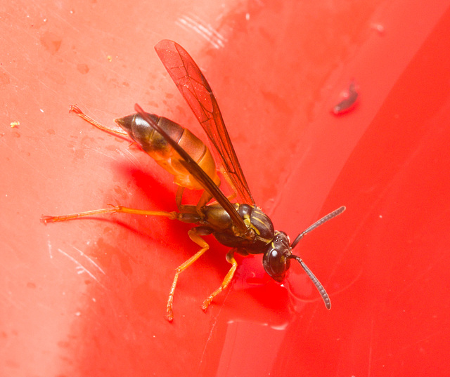 IMG 0071 Wasp