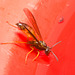 IMG 0071 Wasp