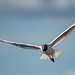 Black headed gull