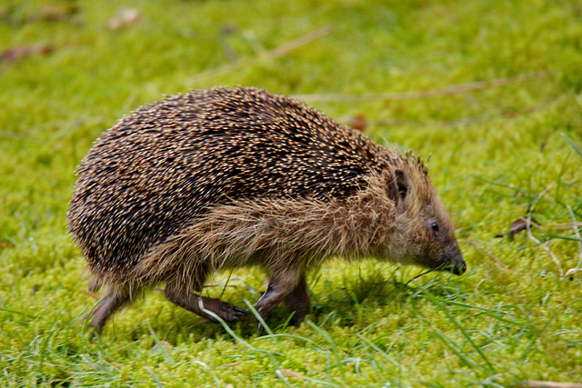 Oh nein ! Igel schon Ende Januar