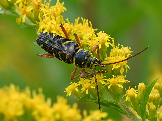 Locust borer beetle DSC 8991