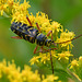 Locust borer beetle DSC 8991