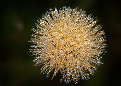 Die kleinen Morgentautropfen machen die Vergänglichkeit viel edler :)) The small morning dew drops make transience much more noble :)) Les petites gouttes de rosée du matin rendent l'éphémère beaucoup plus noble :))