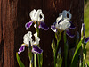 Summer Iris display