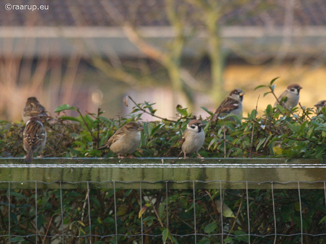 House Sparrows and Eurasian Tree Sparrows together