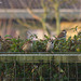 House Sparrows and Eurasian Tree Sparrows together