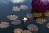 Lily and ball, Italian Garden