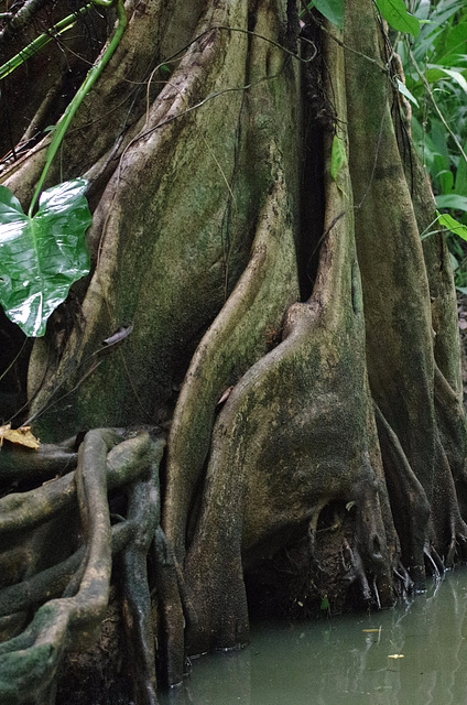 Buttresses