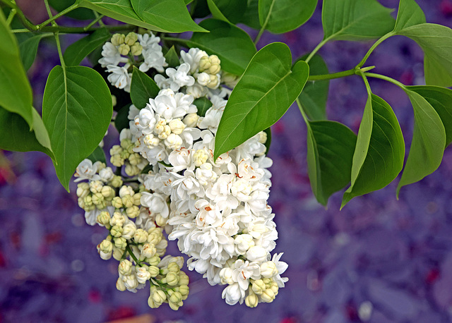 White Lilac