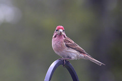 Cassin's Finch