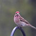 Cassin's Finch