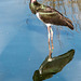 On reflection, its an Ibis.