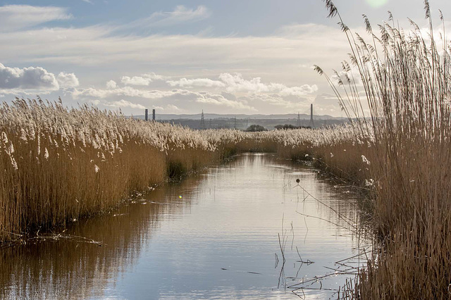 Burton wetlands3