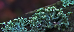 Lichen 3