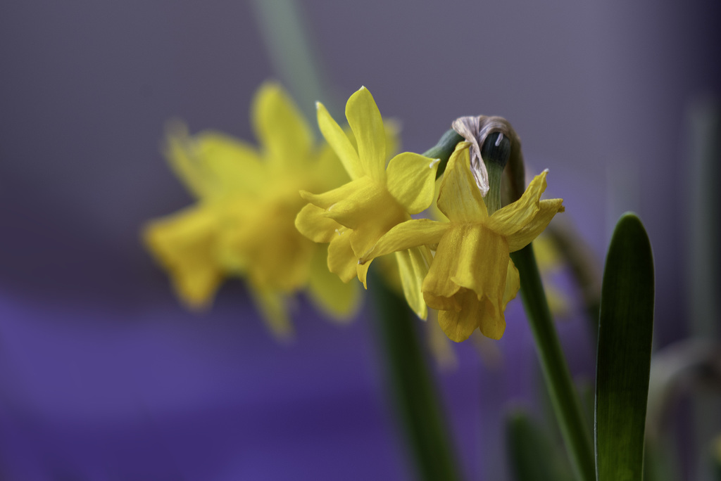 Narcisses