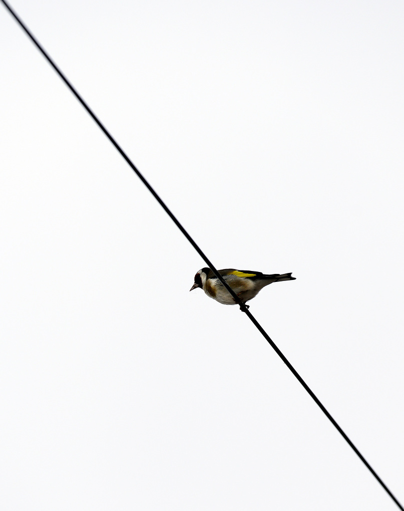 Carduelis carduelis, Pintassilgo, Goldfinch, Chardonneret