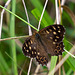 Speckled Wood-DSZ6224