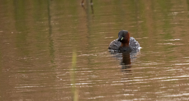 Little grebe