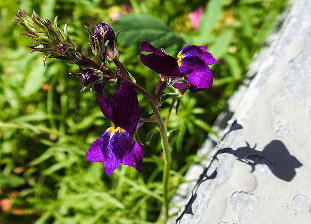 20220515 0962CPw [D~LIP] Marokkanisches Leinkraut (Linaria maroccana), Balkonblumen, Bad Salzuflen