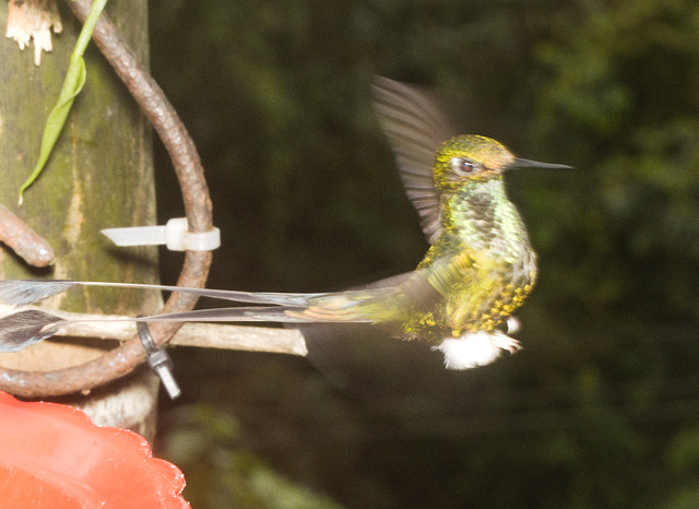 IMG 0074 Hummingbird