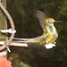 IMG 0074 Hummingbird