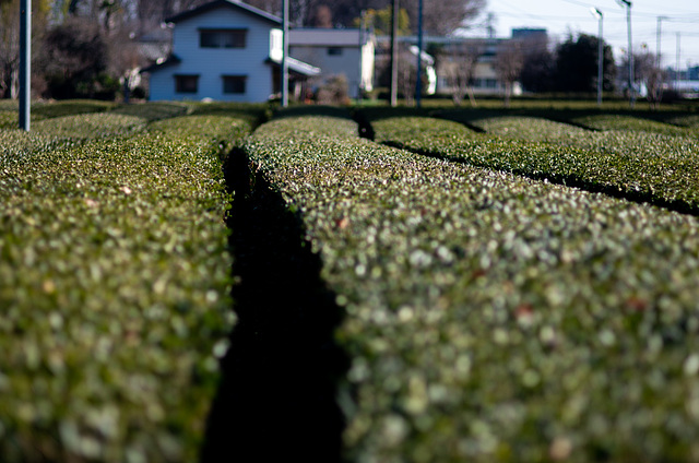 Tea plant