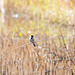 Reed bunting